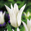 Bulbi Lalele Tres Chis (Tulip)