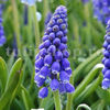 Bulbi Muscari Armeniacum