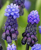 Bulbi Muscari Latifolium