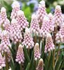 Bulbi Muscari Pink Sunrise