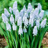Bulbi Muscari Valerie Finish