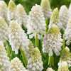 Bulbi Muscari White Magic