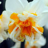 Bulbi Narcise Flower Drift