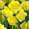Bulbi Narcise Yellow Cheerfulness