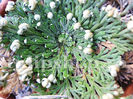 Bulbi Trandafir de Ierihon (Selaginella Lepidophylla)