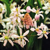 Bulbi Viorea Rosea (Scilla)