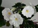 Achimenes White Glory