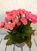 kalanchoe