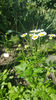 Tanacetum parthenium(Spilcuță)