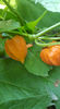 physalis alkekengi (păpălău)