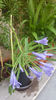 agapanthus africanus