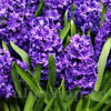 Bulbi Zambile Lili Purple (Hyacinthus)