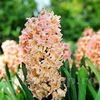 Bulbi Zambile Odysseus (Hyacinthus)