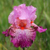 Bulbi Iris Anything Goes