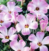 Bulbi Oxalis Adenophylla