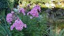 Phlox