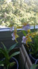 miltonia sunset