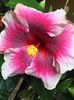 Moorea Imperial Blossom - 30 lei