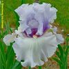Iris Fogbound