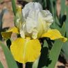 IRIS GERMANICA APOLLOS TOUCH