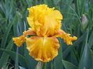 IRIS GERMANICA AZTEC TREASURE