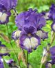 IRIS GERMANICA BARRISTER