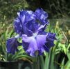 IRIS GERMANICA BREAKERS