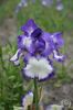IRIS GERMANICA HAWAIIAN HOLIDAY