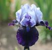 IRIS GERMANICA HELLCAT