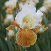 IRIS GERMANICA HONEY GLAZED