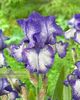 IRIS GERMANICA KISSING CIRCLE