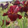 IRIS GERMANICA MAN FROM RIO