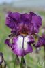 IRIS GERMANICA MASCARADE