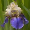 IRIS GERMANICA MOCAMBO