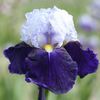 IRIS GERMANICA NIGHT EDITION