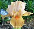 IRIS GERMANICA ORANGE PETALS