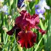 IRIS GERMANICA RED ZINGER