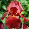 IRIS GERMANICA RESPECTABLE
