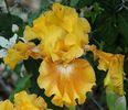 IRIS GERMANICA SHOOTING STAR