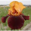 IRIS GERMANICA SHOWER