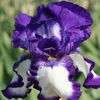 IRIS GERMANICA STEPPING OUT