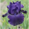 IRIS GERMANICA STORM CENTER