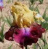 IRIS GERMANICA SUMMER FIESTA