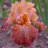 IRIS GERMANICA TANZANIAN TANGERINE CHARM-1