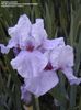 IRIS GERMANICA TOUCH OF BRONZE