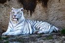 White Tiger - Tigrii Albi ♥️♾