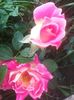 PINK RUFFLED