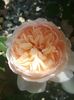 ALEXANDRINE BELLE ROMANTICA