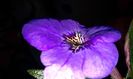 19-Erecta Botanical