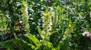 Eucomis in gradina